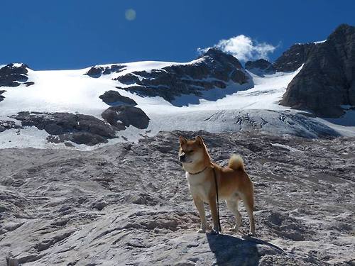 伯恩茅斯保级战火升级,拼死一搏,伯恩茅斯怎么样