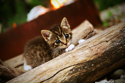 哥伦比亚女足在巴黎奥运会比赛中表现出色，赢得奖牌，哥伦比亚 男足