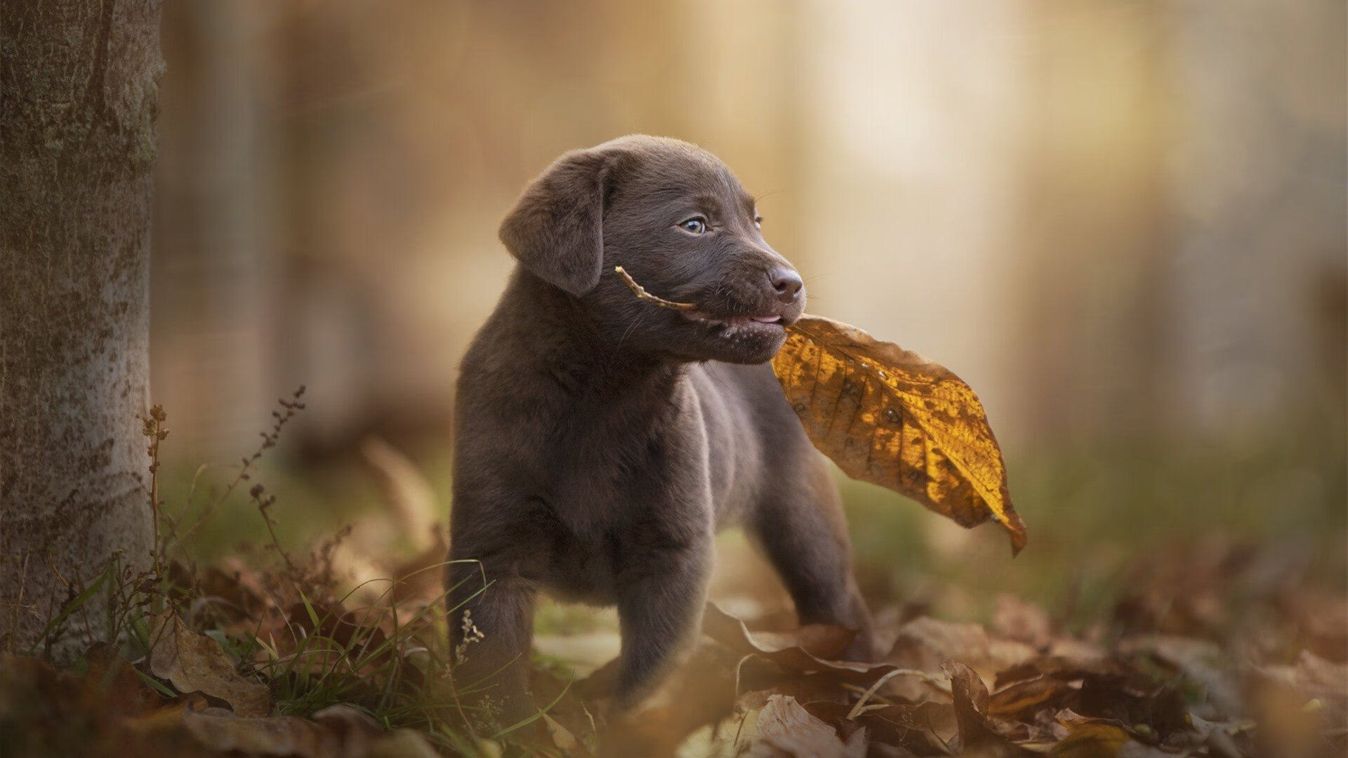 AYX SPORTS-_红土季节：场地变更带来全新挑战_，红土地最佳观景时间