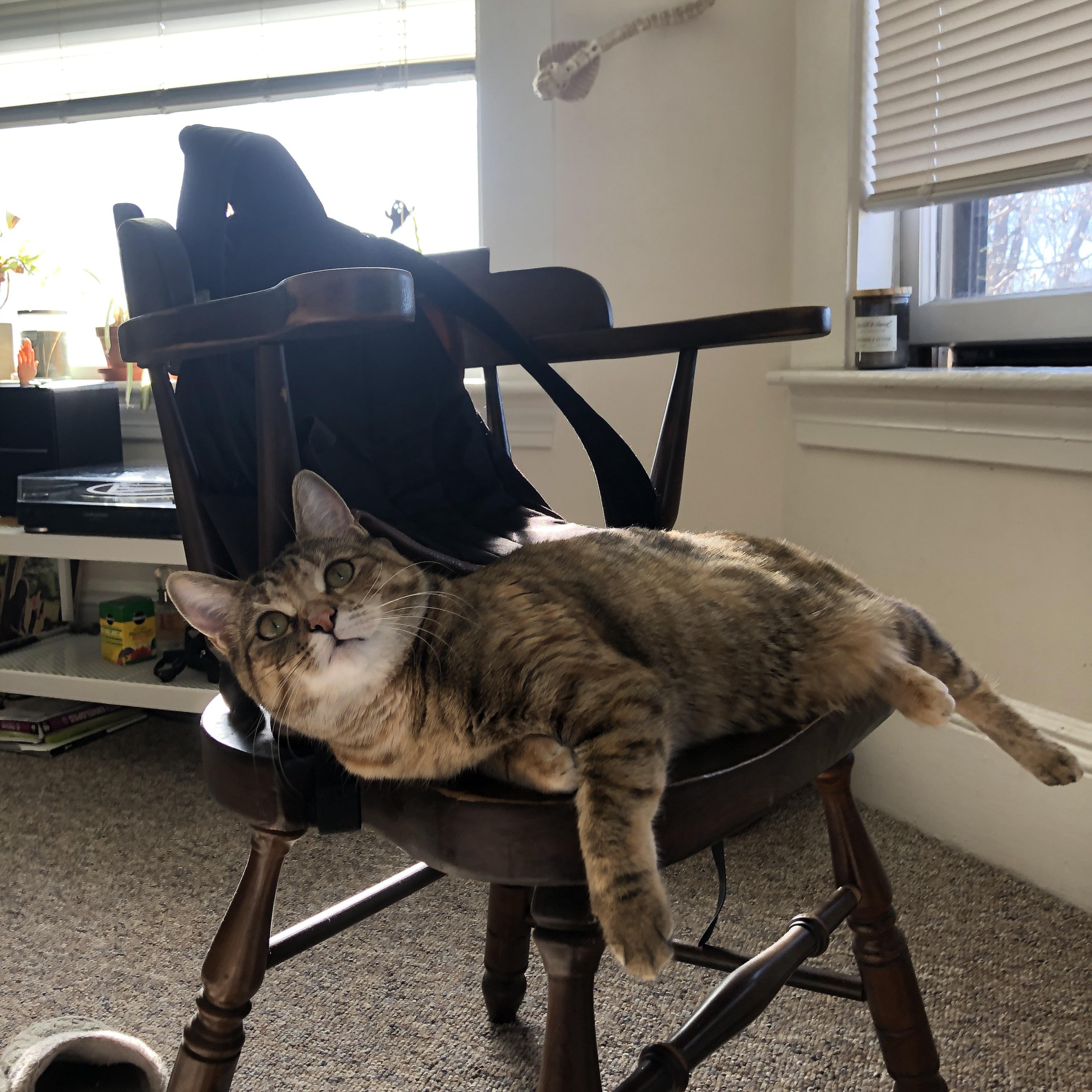 爱游戏电竞同步-_高空跳伞表演：俯瞰城市的速度与激情_，高空跳伞体验价格