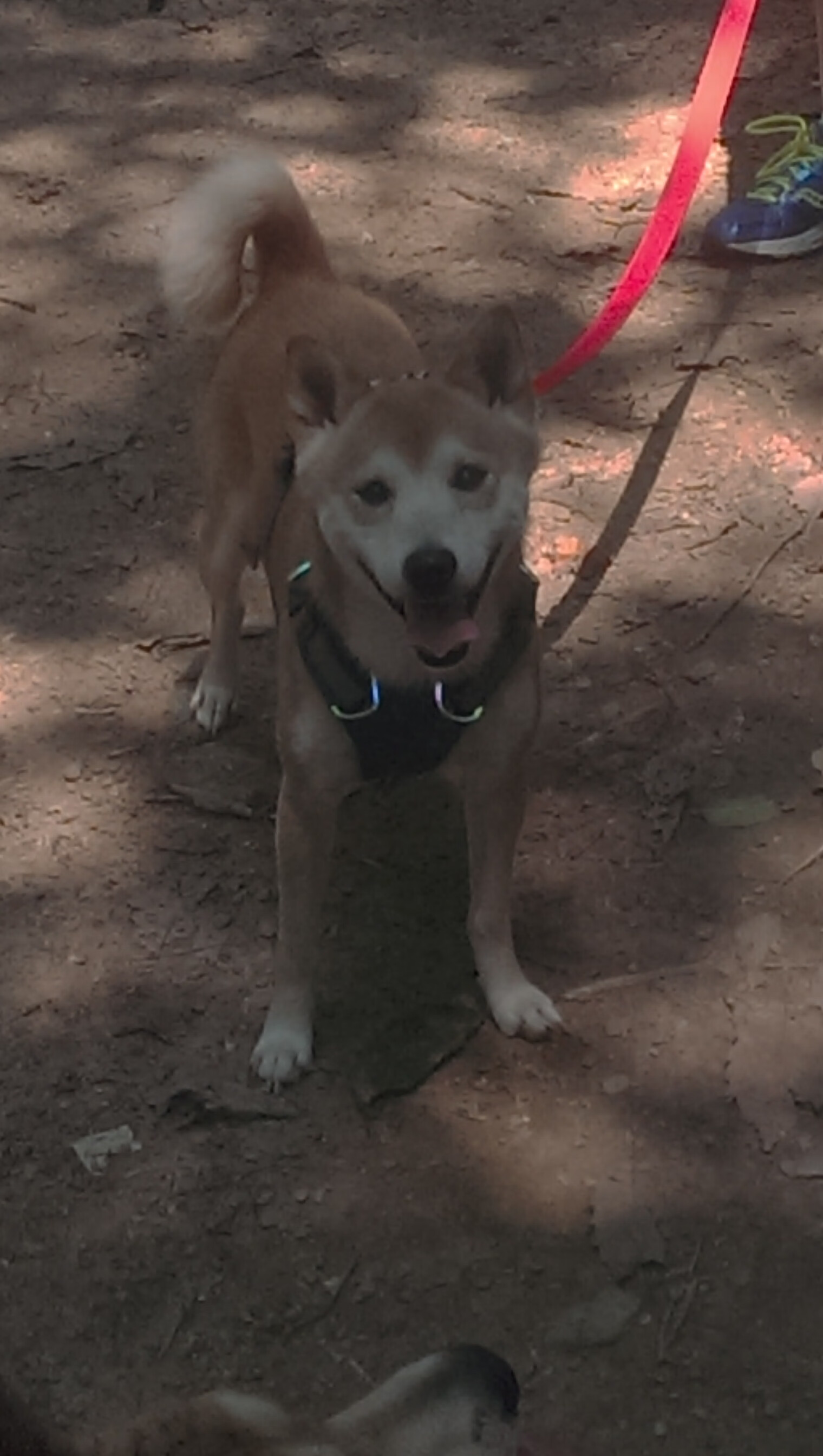 爱游戏大厅-中超外援大幅调整，新赛季阵容浮动加剧，中超外援规则及限制政策