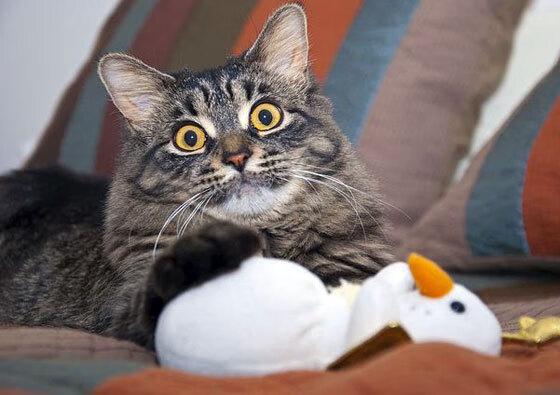 全国青少年足球“赛训一体化”正式落地,行业发展迈向新高度,2020-2021年全国青少年校园足球联赛